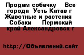 Продам собачку  - Все города, Усть-Катав г. Животные и растения » Собаки   . Пермский край,Александровск г.